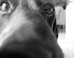 sniffing_dog